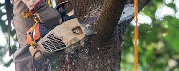 Best Tree Mulching Services  in Garden City Park, NY