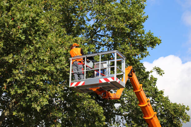 Best Grass Overseeding  in Garden City Park, NY