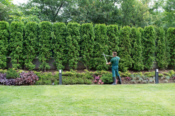 Professional Tree Services in Garden City Park, NY