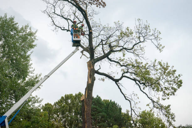 Lawn Pest Prevention in Garden City Park, NY