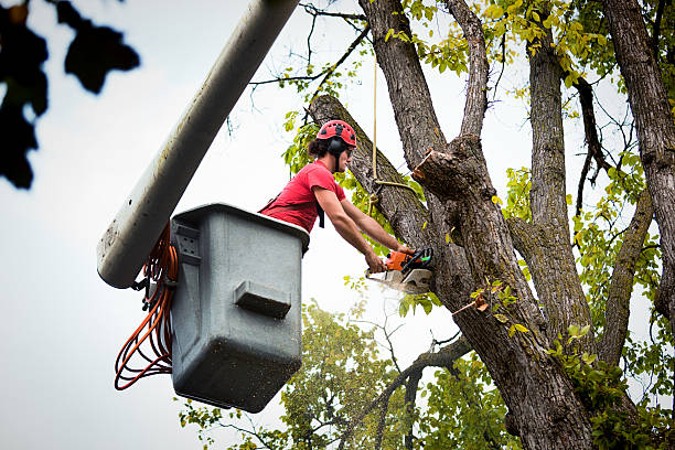 Best Firewood Processing and Delivery  in Garden City Park, NY