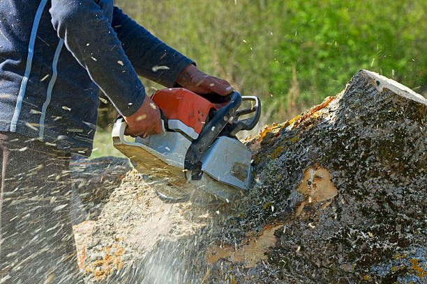 Grass Overseeding in Garden City Park, NY